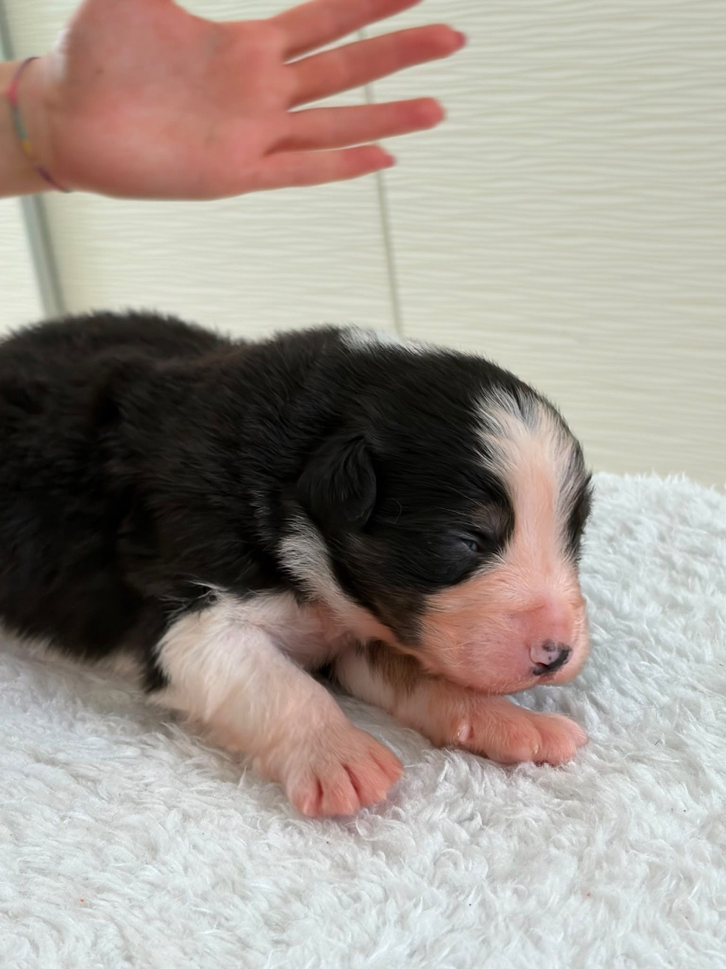 Du Domaine Des Flammes D'Or - Chiots disponibles - Berger Australien