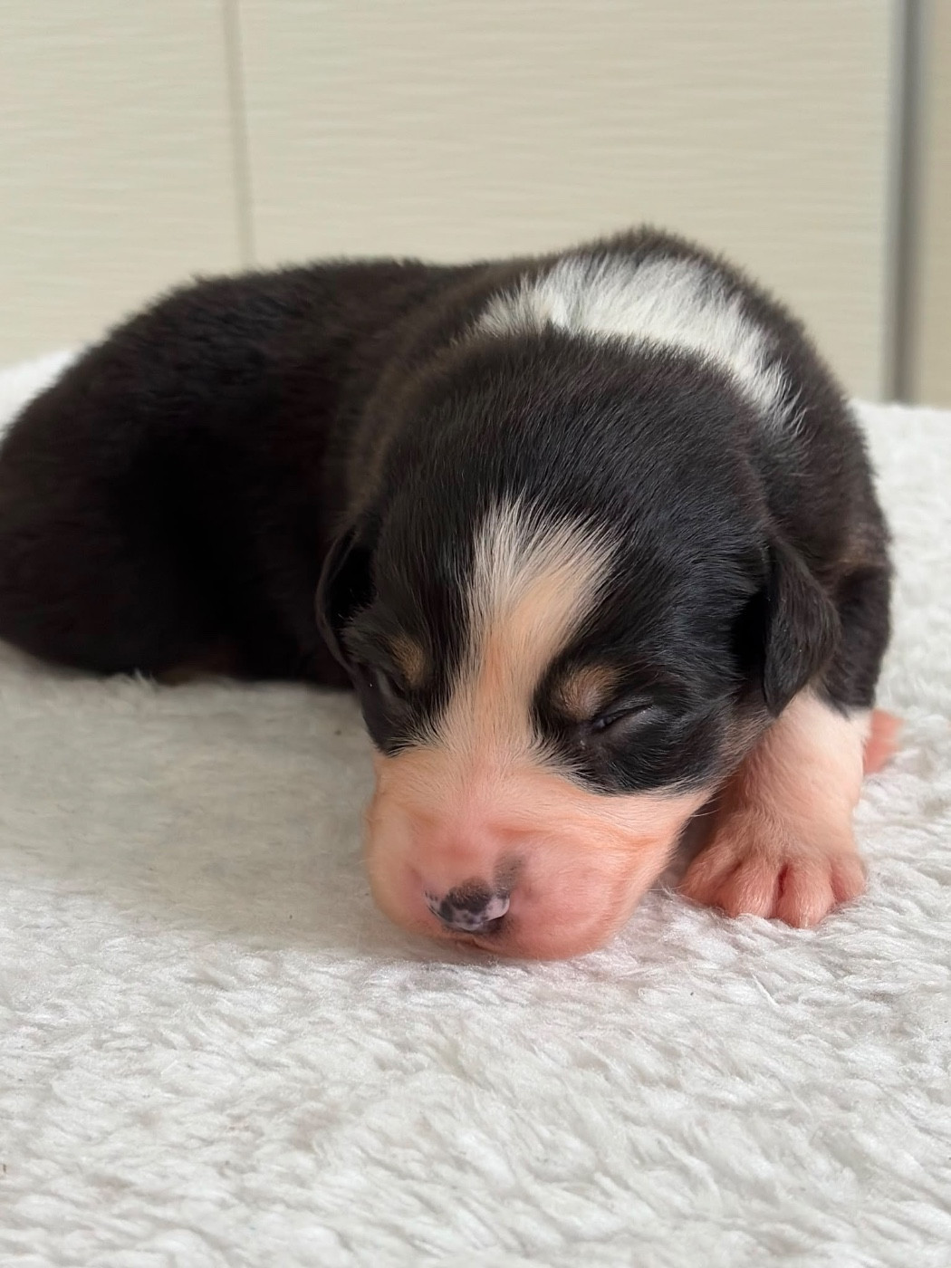 Du Domaine Des Flammes D'Or - Chiots disponibles - Berger Australien