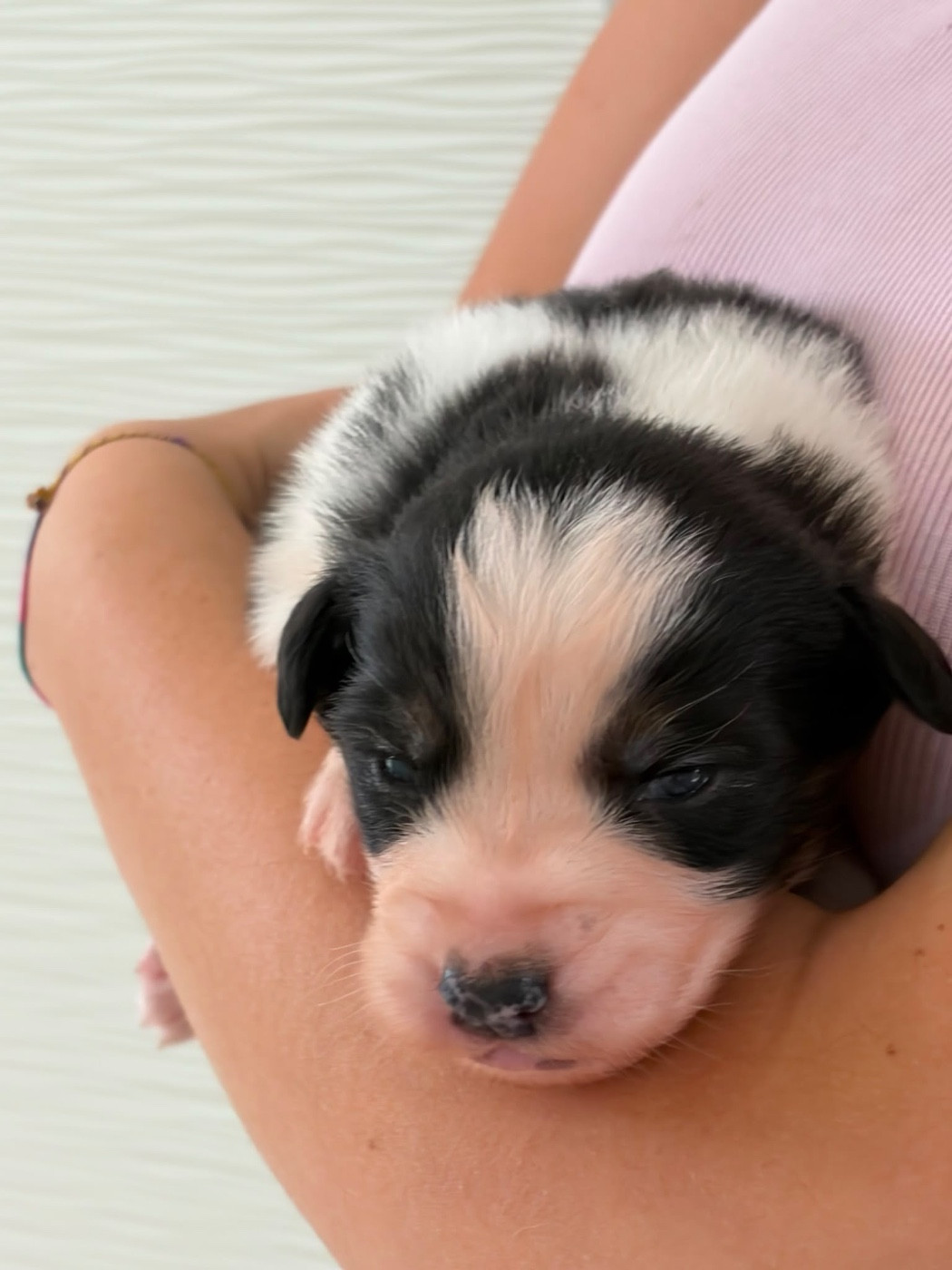 Du Domaine Des Flammes D'Or - Chiots disponibles - Berger Australien