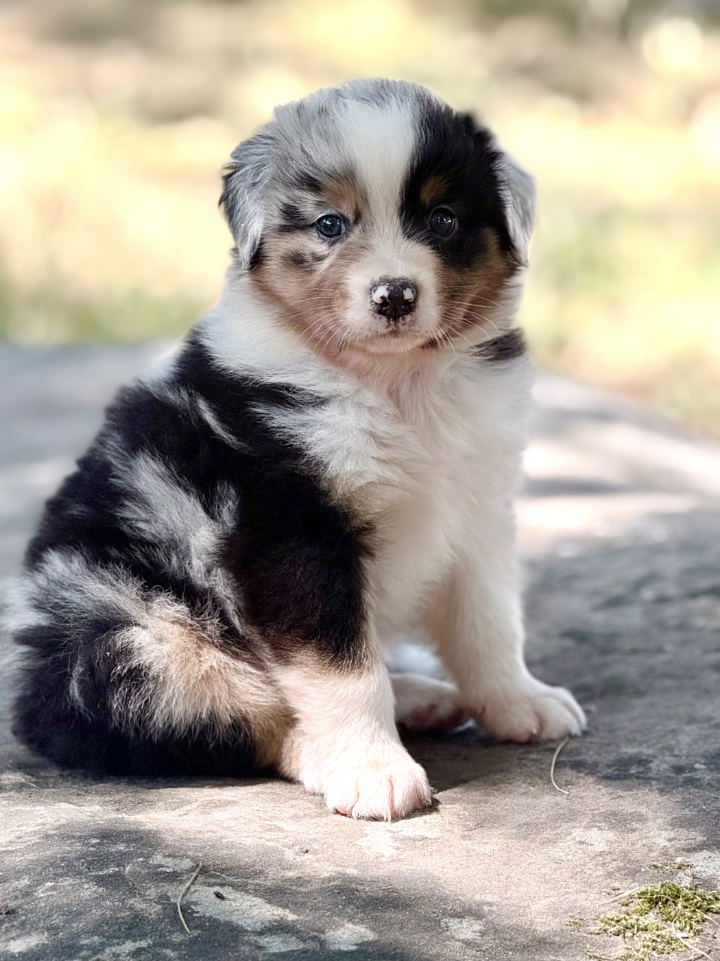 Du Domaine Des Flammes D'Or - Chiots disponibles - Berger Australien