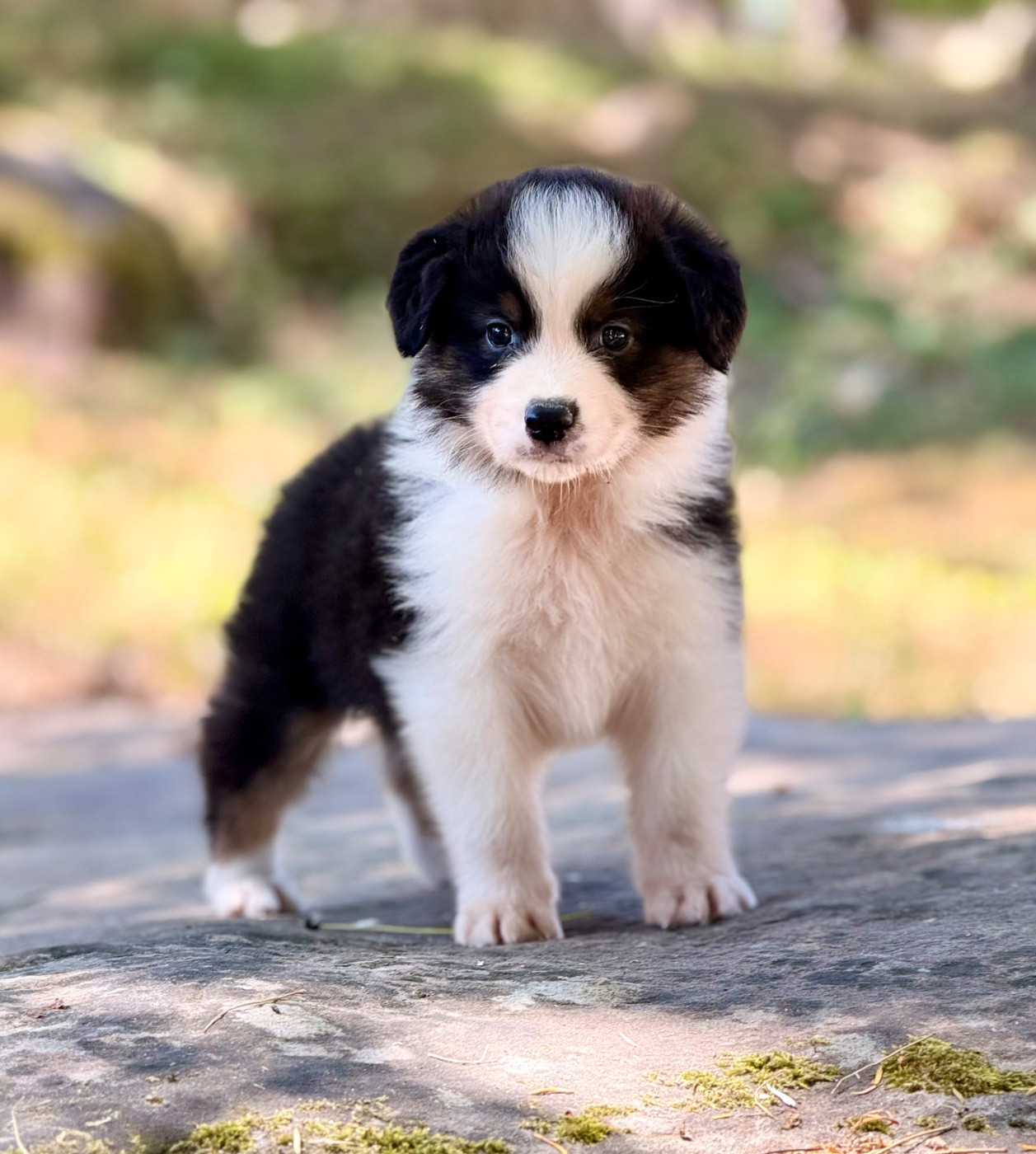 Du Domaine Des Flammes D'Or - Chiots disponibles - Berger Australien