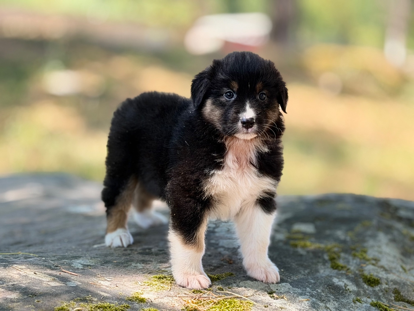 Du Domaine Des Flammes D'Or - Chiots disponibles - Berger Australien