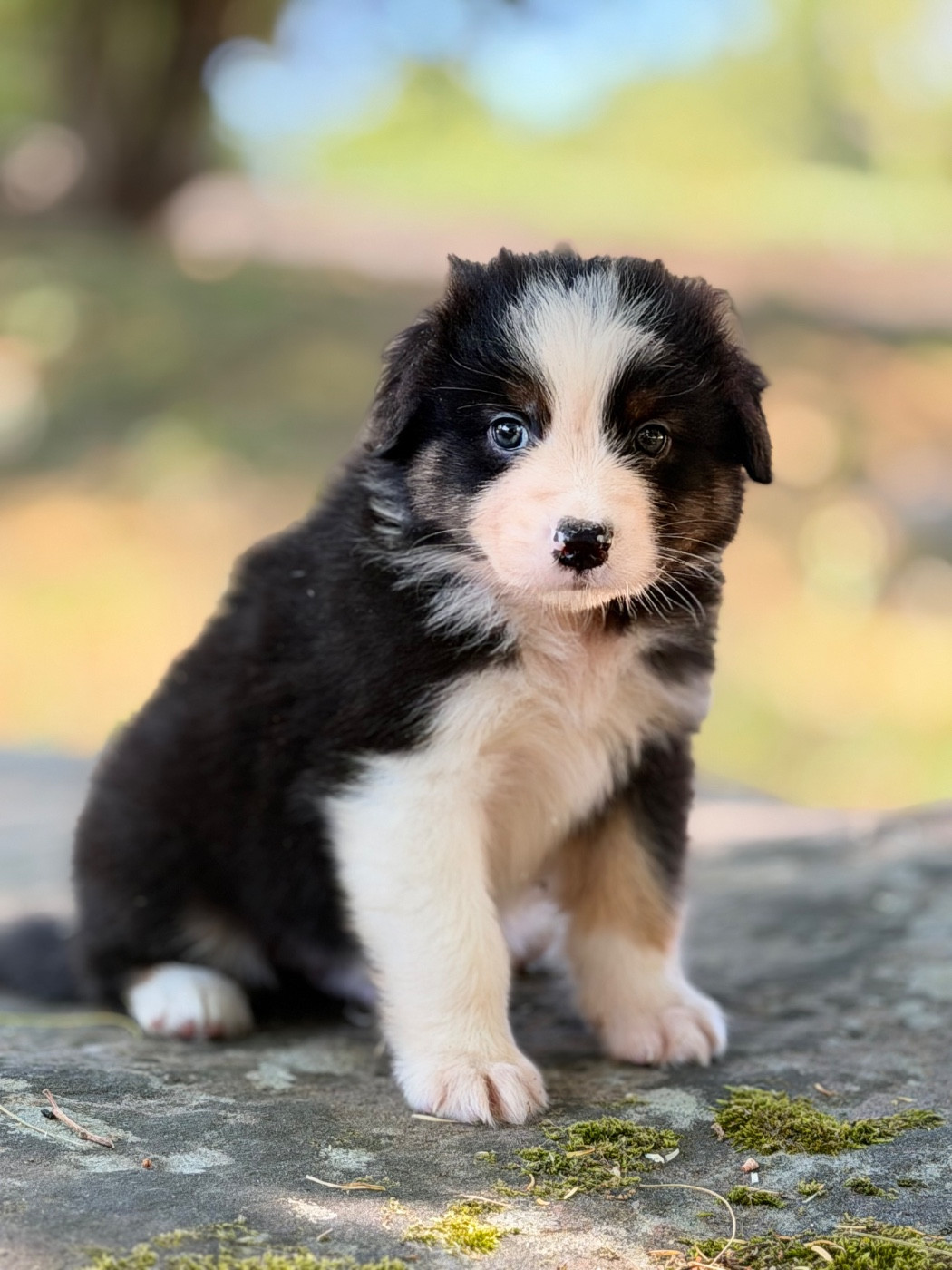 Du Domaine Des Flammes D'Or - Chiots disponibles - Berger Australien