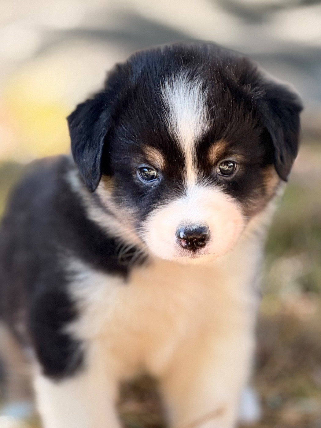 Du Domaine Des Flammes D'Or - Chiots disponibles - Berger Australien