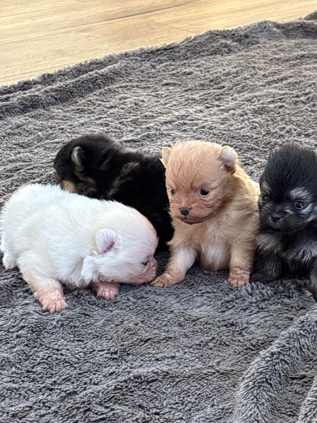 Du Domaine Des Flammes D'Or - Chiots disponibles - Spitz allemand