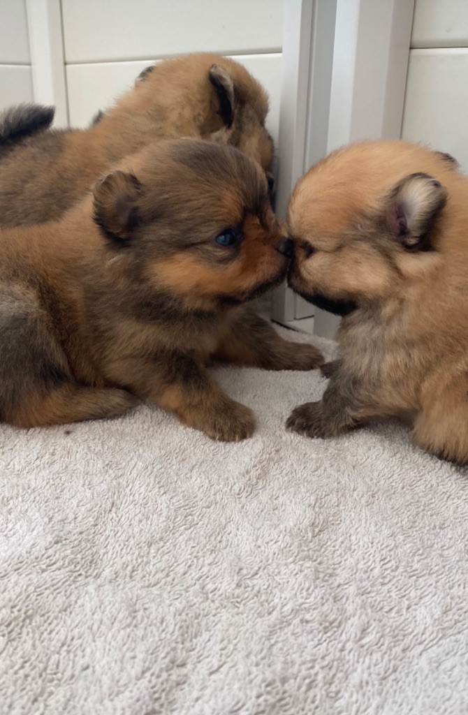 Du Domaine Des Flammes D'Or - Chiots disponibles - Spitz allemand