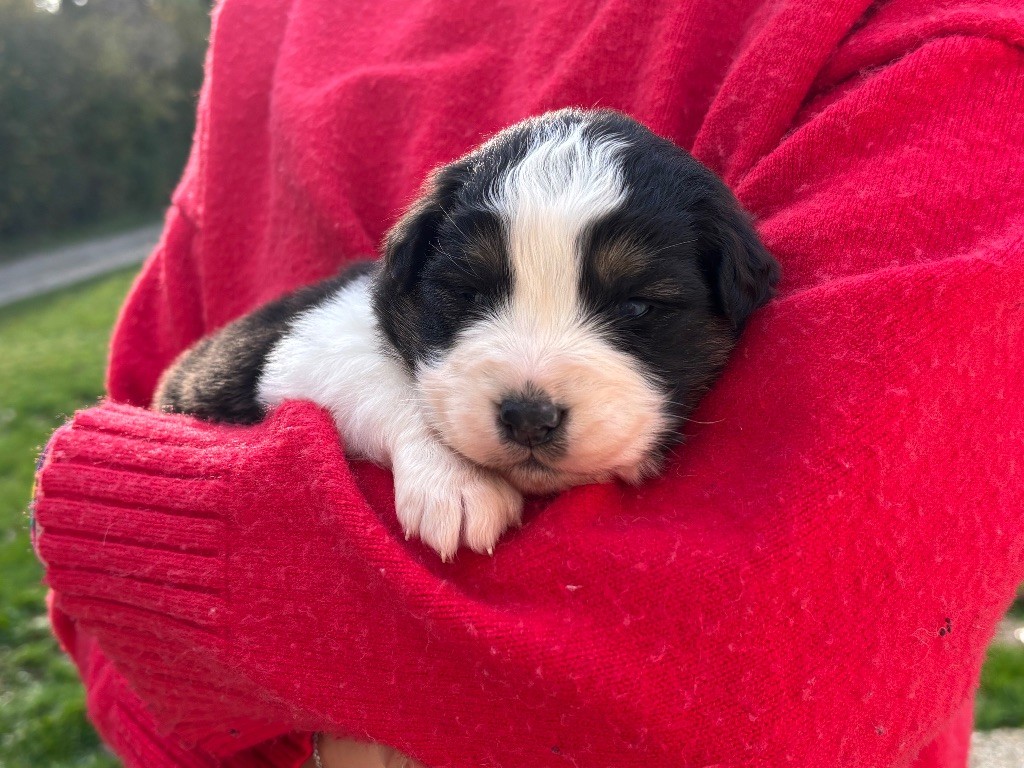 Du Domaine Des Flammes D'Or - Chiots disponibles - Berger Australien