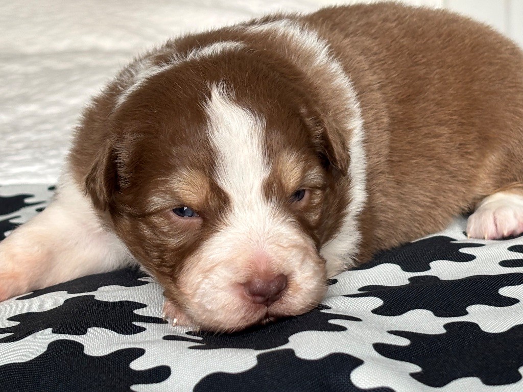 Du Domaine Des Flammes D'Or - Chiots disponibles - Berger Australien