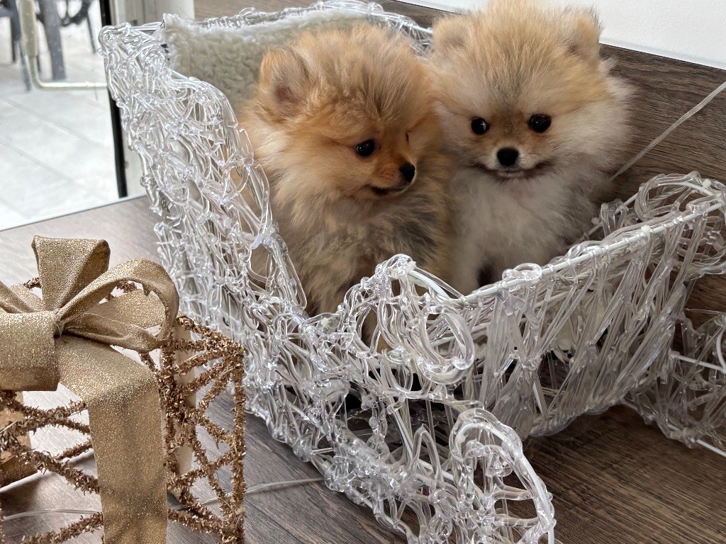 Du Domaine Des Flammes D'Or - Spitz allemand - Portée née le 21/07/2025