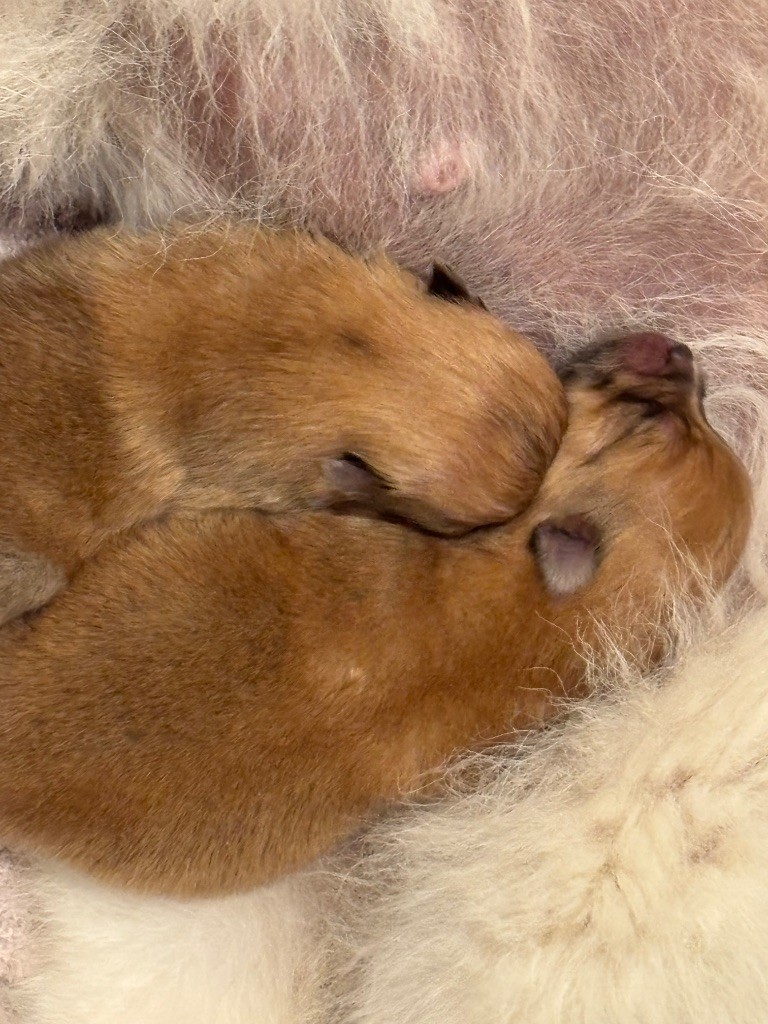 Du Domaine Des Flammes D'Or - Chiots disponibles - Spitz allemand