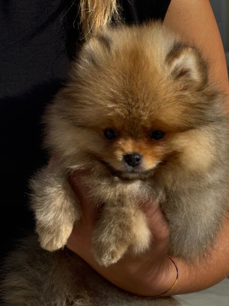Du Domaine Des Flammes D'Or - Chiots disponibles - Spitz allemand