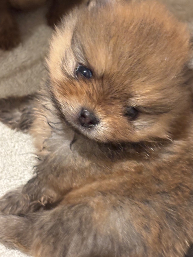 Du Domaine Des Flammes D'Or - Chiots disponibles - Spitz allemand