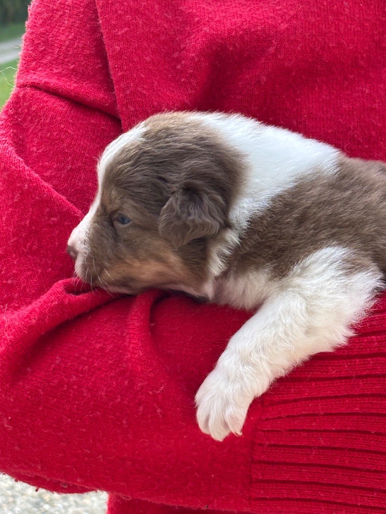 Du Domaine Des Flammes D'Or - Chiots disponibles - Berger Australien