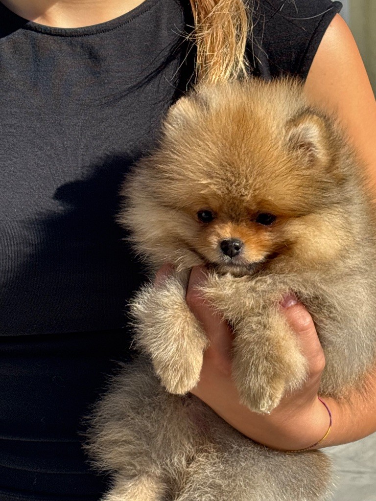 Du Domaine Des Flammes D'Or - Chiots disponibles - Spitz allemand