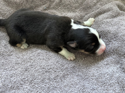 CHIOT 4
