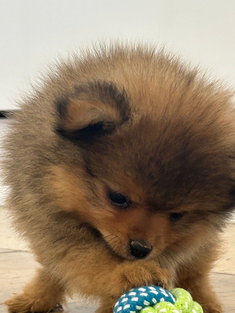 Du Domaine Des Flammes D'Or - Spitz allemand - Portée née le 25/06/2025