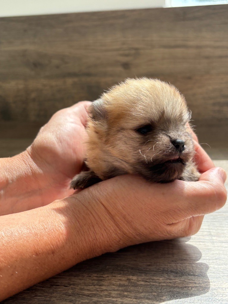 Du Domaine Des Flammes D'Or - Chiots disponibles - Spitz allemand