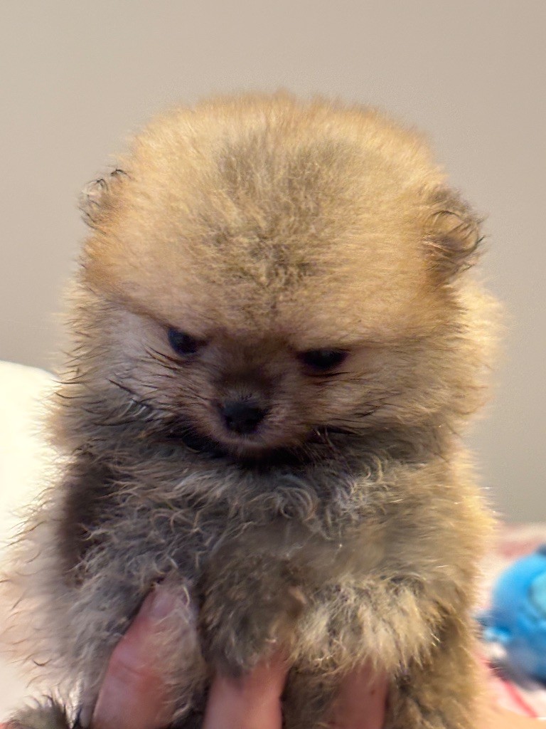 Du Domaine Des Flammes D'Or - Chiots disponibles - Spitz allemand