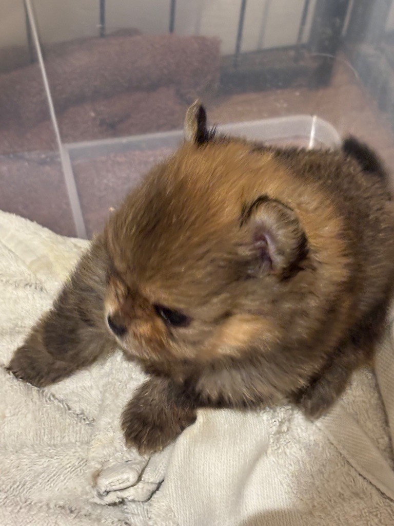 Du Domaine Des Flammes D'Or - Chiots disponibles - Spitz allemand
