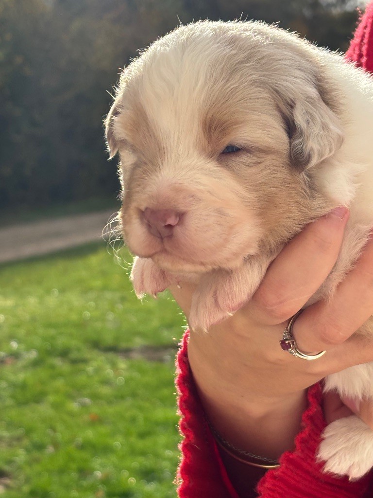 Du Domaine Des Flammes D'Or - Chiots disponibles - Berger Australien