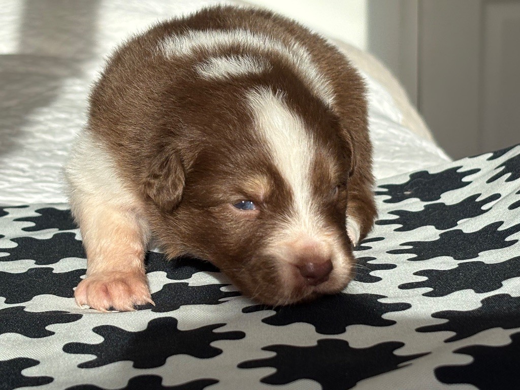 Du Domaine Des Flammes D'Or - Chiots disponibles - Berger Australien